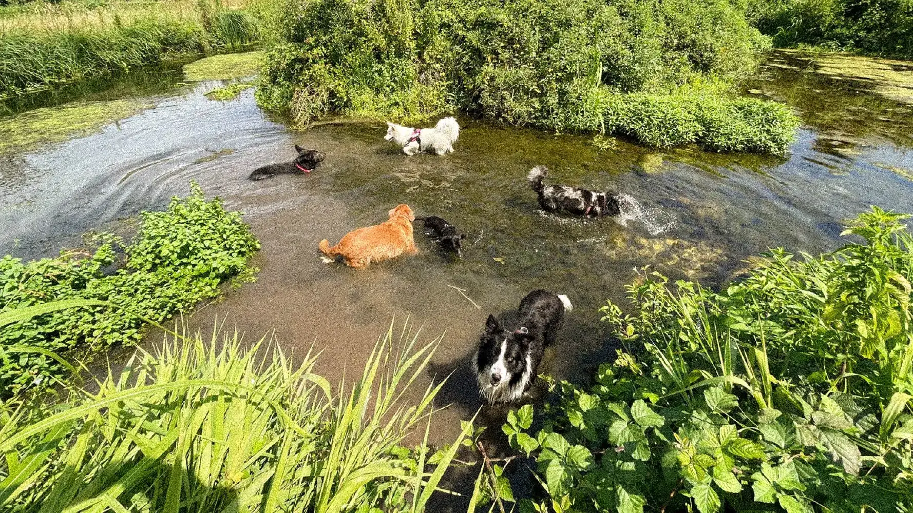 Cani nel torrente immerso nel verde