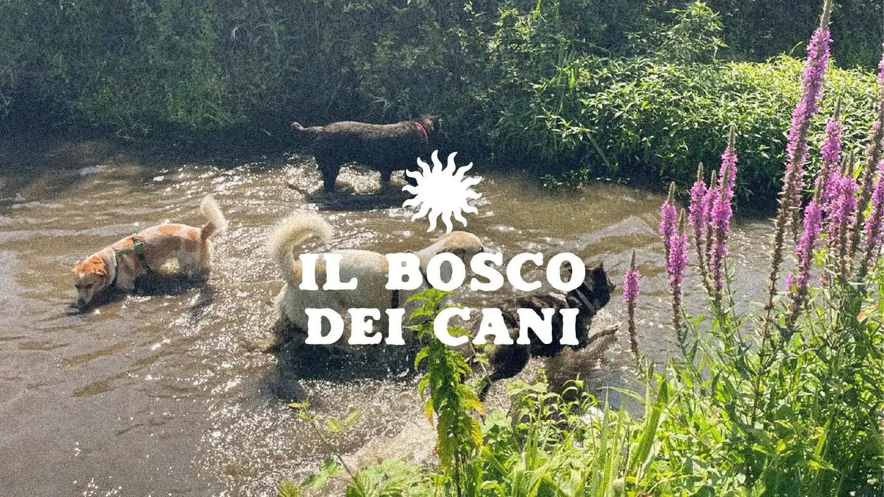 Logo del Bosco dei Cani su una fotografia del branco nel torrente