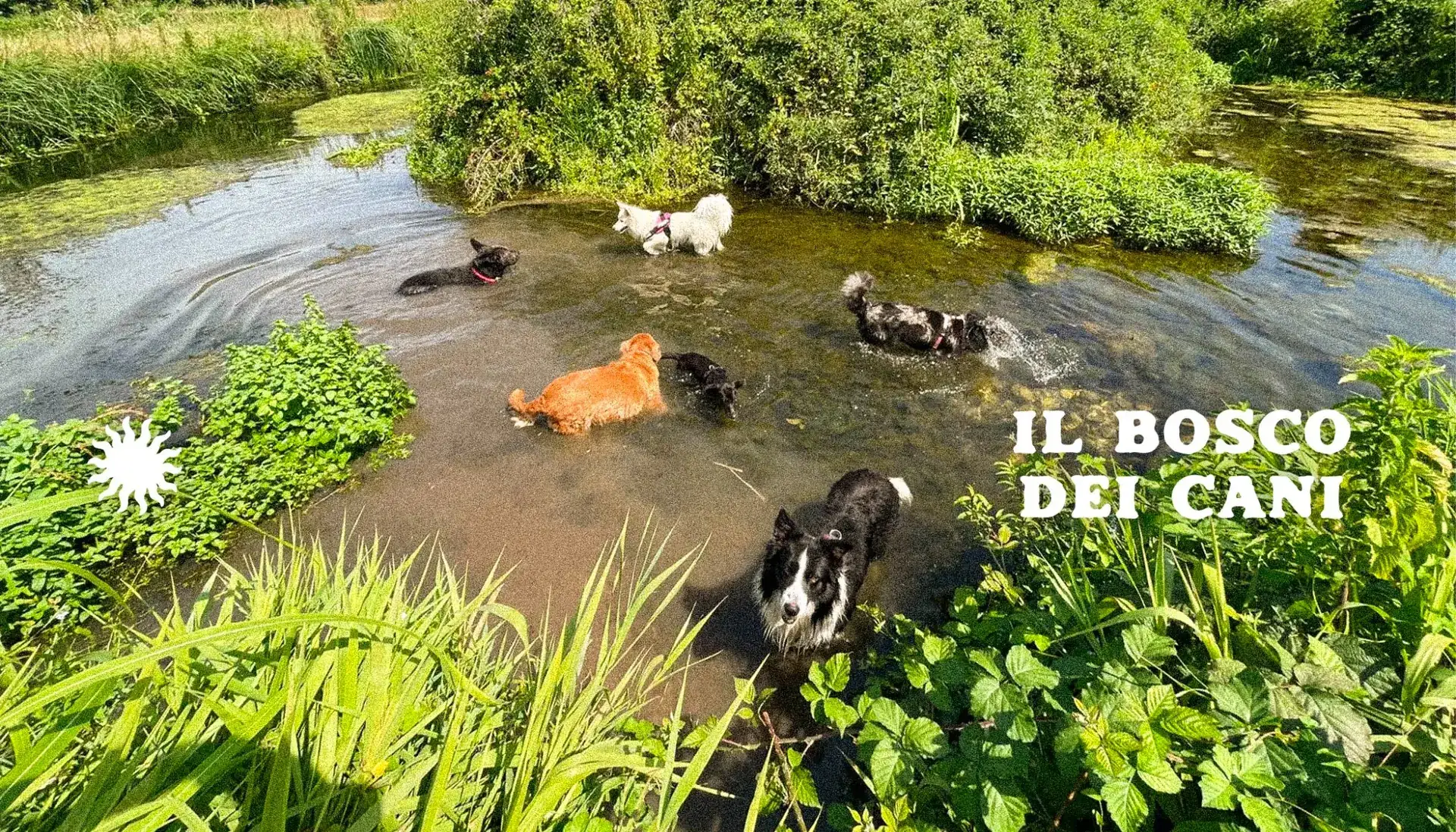Il Bosco dei Cani: cani nel torrente e identità visiva